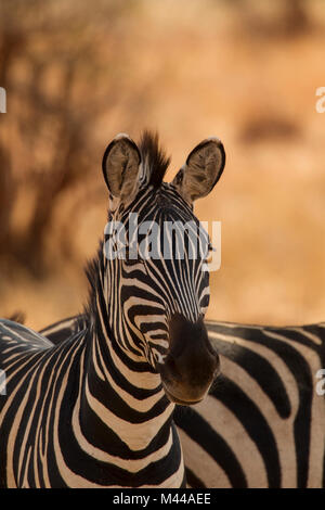 Zebra, Equus burchelli, Serengeti National Park, Tanzania Foto Stock