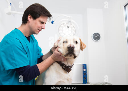 Vet dando labrador retriever orecchio checkup Foto Stock