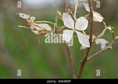 Piccolo sbiadito hydrangea fiore nel giardino di caduta Foto Stock