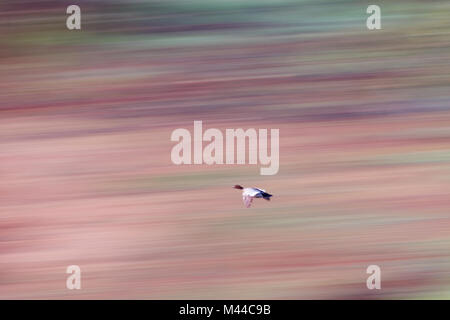 Australian woodduck sbarcano su acqua toodyay western australia australia Foto Stock