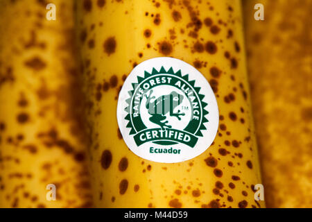 Rainforest Alliance certified adesivo su un grappolo di banane mature da Ecuador Foto Stock