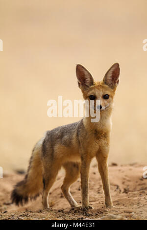 Capo volpe (Vulpes vulpes chama). Avviso per adulti a sua tana. Deserto Kalahari, Kgalagadi Parco transfrontaliero, Sud Africa Foto Stock