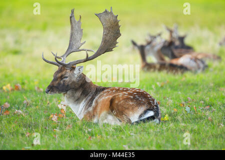 Daini (Cervus dama). Il Buck giacente in erba con la esegue in background. Richmond Park, Londra, Inghilterra Foto Stock