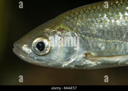 Bleak comune (Alburnus alburnus). Ritratto di adulto sotto l'acqua, Germania Foto Stock