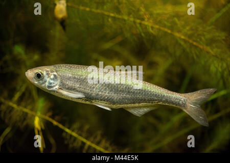 Bleak comune (Alburnus alburnus) sotto l'acqua, Germania Foto Stock