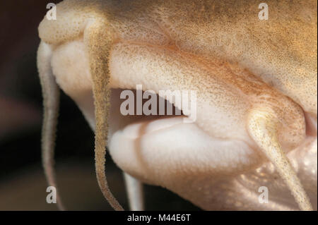 Barbo comune (Barbus barbus). Close-up di bocca. Germania Foto Stock