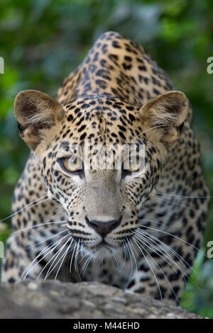 Leopardo dello Sri Lanka cub stalking Foto Stock