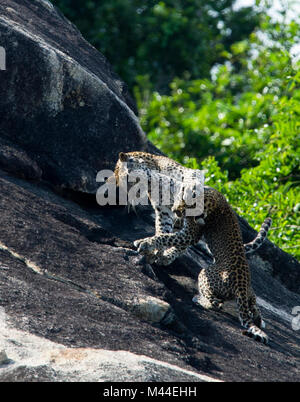 Leopardo dello Sri Lanka cubs combattimenti Foto Stock