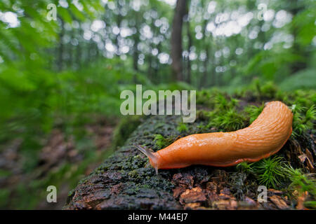 Rosso Grande Slug (Arion rufus) sul suolo della foresta. Germania Foto Stock