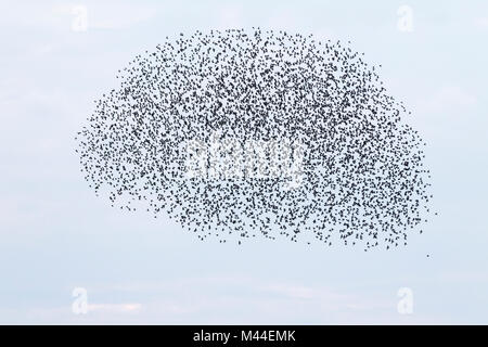 Starling comune (Sturnus vulgaris). Gregge in volo. Germania Foto Stock
