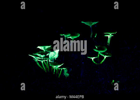 Funghi (Hypholoma sp.). Gruppo in luce ultravioletta. Germania Foto Stock