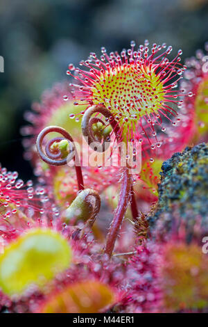 Round-lasciava Sundew (drosera rotundifolia). Foglie con tentacoli. Germania Foto Stock