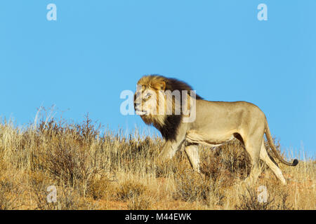 Leone africano (Panthera leo). Nero-maned Kalahari maschio, in roaming su un'erba-cresciute duna di sabbia. Deserto Kalahari, Kgalagadi Parco transfrontaliero, Sud Africa Foto Stock