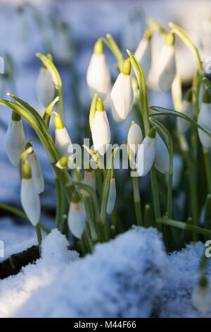 Snowdrops nella neve, il Costwolds, Gloucestershire, England, Regno Unito, Europa Foto Stock