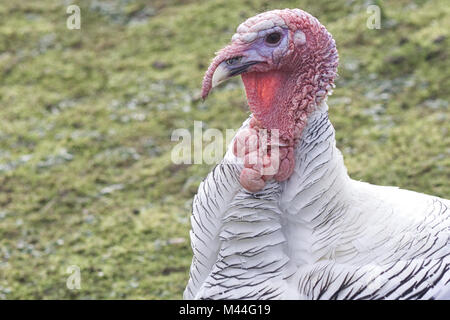 Il Royal Palm Turchia Foto Stock