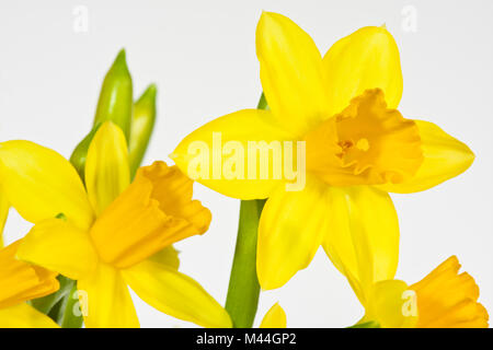 Osterglocke, gelbe Narzisse, Daffodil, narcisi Foto Stock