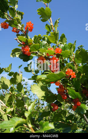 Ribes alpinum, Alpenjohannisbeere, ribes alpino Foto Stock