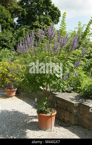 Vitex agnus castus, Mönchspfeffer, casto tree Foto Stock