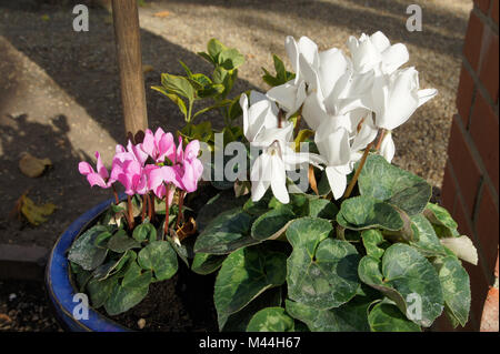 Cyclamen persicum, Alpenveilchen, persiano viola Foto Stock