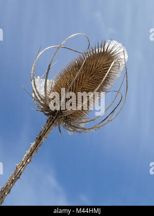 Teasel selvatico, comune teasel Dipsacus sylvetris Foto Stock