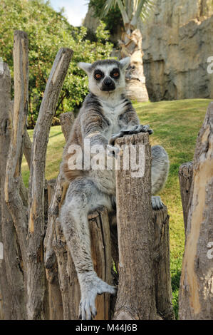 Madagascar il ring-tailed lemur seduto in posa divertente all'esterno. Foto Stock