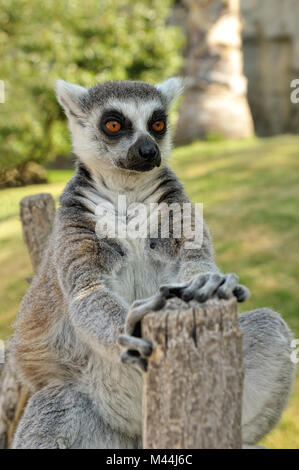 Madagascar il ring-tailed lemur seduto in posa divertente all'esterno. Foto Stock
