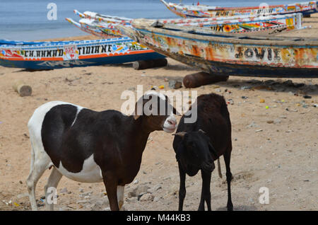 In legno artigianali di barche da pesca (piroghe) nella Petite costa del Senegal, Africa occidentale Foto Stock