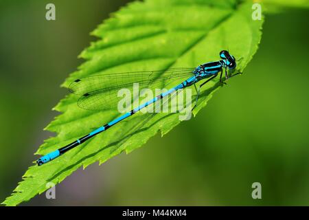 Bianco-damselfly zampe Foto Stock