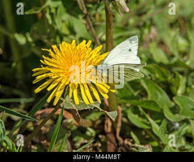 Verde-bianco venato Butterfly nectaring sul dente di leone Foto Stock