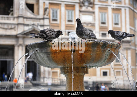 Piccioni in fontana Foto Stock