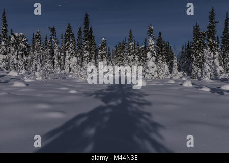 Paesaggio invernale al chiaro di luna, Muddus NP, Svezia Foto Stock