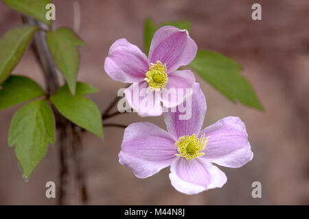 Monte Rosa clematis (Clematis montana Rubens) Foto Stock