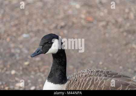 Oca canadese (Branta canadensis) sulla riva close up Foto Stock