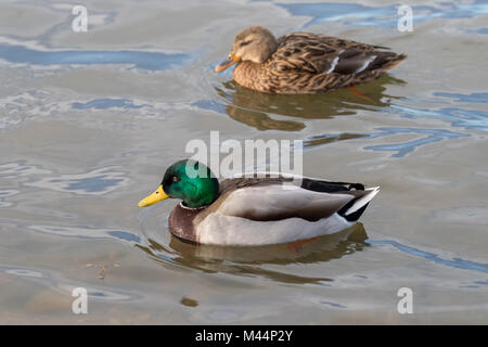 Una coppia di anatre germano reale (Anas platyrhynchos) nuoto insieme. Foto Stock