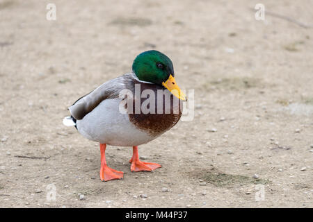 Maschio di germano reale (Anas platyrhynchos) in piedi su una spiaggia in close up dettaglio Foto Stock