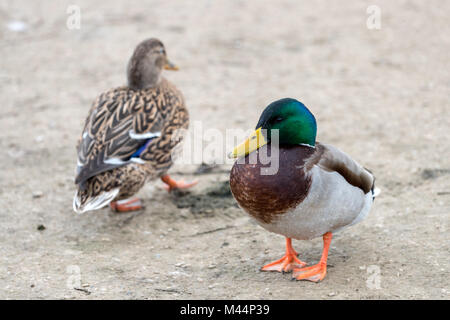 Coppia di germano reale (Anas platyrhynchos) in piedi su una spiaggia in close up dettaglio Foto Stock