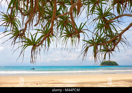 Screwpine su Kata beach sull'isola di Phuket in Thailandia Foto Stock