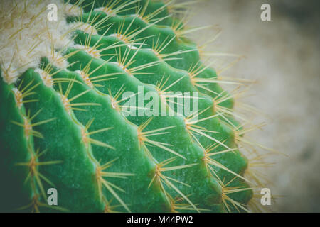 Close up barrel cactus e lunga thorn a parco pubblico in stile vintage. Foto Stock