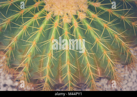 Close up barrel cactus e lunga thorn a parco pubblico in stile vintage. Foto Stock