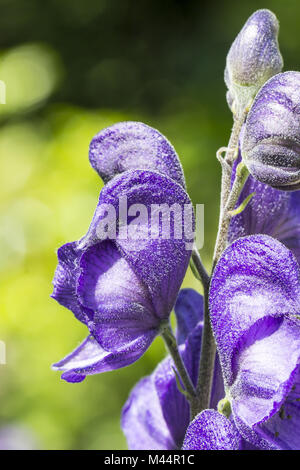 Aconitum napellus, Monkshood, Aconitum, Lupo's Bane Foto Stock