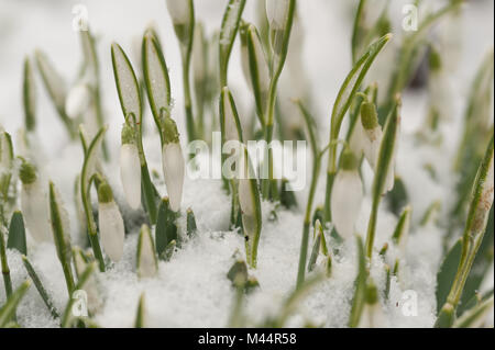 Terribilmente freddo di una improvvisa caduta di neve ha rivestito snowdrop comune nella neve dove i germogli e i fiori sono sbirciando attraverso con i fiocchi di neve ancora aggrappati su Foto Stock