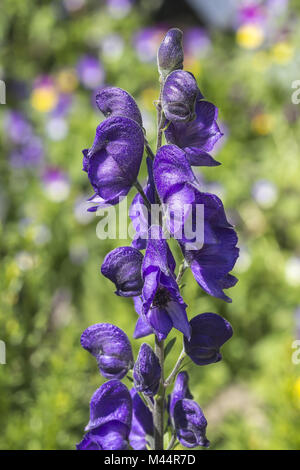 Aconitum napellus, Monkshood, Aconitum, Lupo's Bane Foto Stock