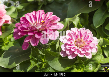 Zinnea elegans 'Magellan Mix", Zinnea comune Foto Stock