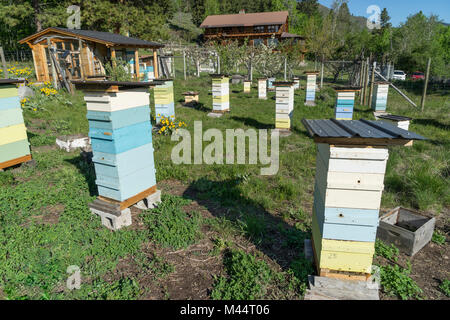 Alveari nel cortile di casa, Methow Valley, Washington, Stati Uniti d'America Foto Stock