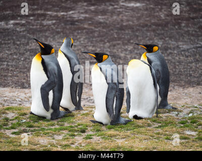 Foto con profondità di campo che mostra due preening re i pinguini e tre pinguini rivolto verso sinistra. Foto Stock