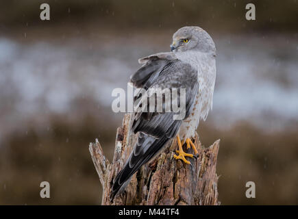 Northern Harrier sotto la pioggia Foto Stock