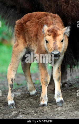 Unico di novellame di bisonti nel giardino zoologico Foto Stock