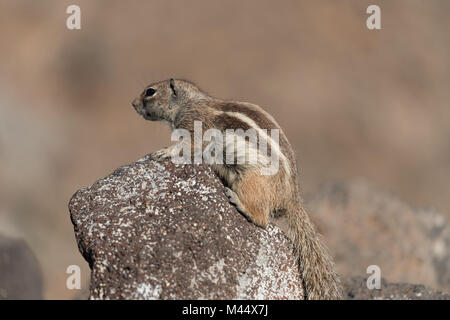 Barberia Massa Atlantoxerus scoiattolo getulus a Fuerteventura Isole Canarie Spagna Foto Stock
