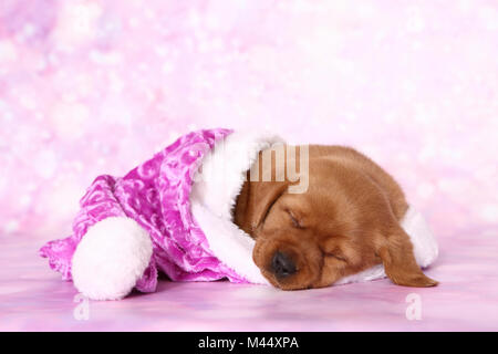 Il Labrador Retriever. Cucciolo (6 settimane di età) dormire in una rosa di Santa Claus hat. Studio Immagine visto contro un sfondo rosa. Germania Foto Stock