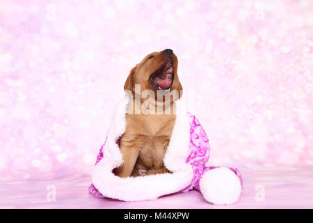 Il Labrador Retriever. Cucciolo (6 settimane di età) seduto in una rosa di Santa Claus hat mentre sbadigli. Studio Immagine visto contro un sfondo rosa. Germania Foto Stock